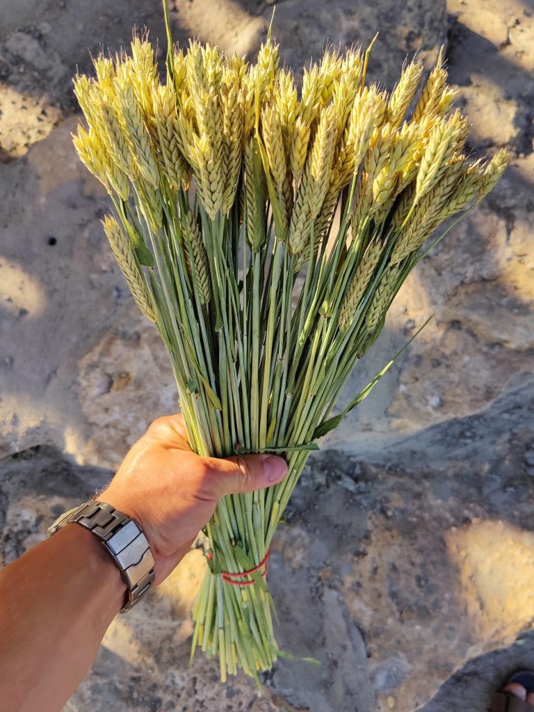 Выращивание безусой пшеницы для флористики