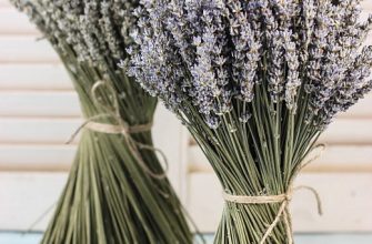 7e6cf7480953226827ffdefd9cd11b9c Сорта лаванды.