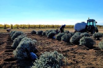 Посадка крупномеров лавандина