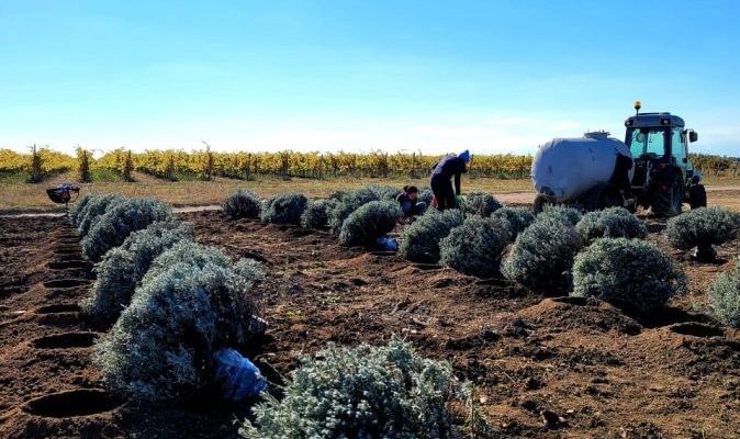 Посадка крупномеров лавандина