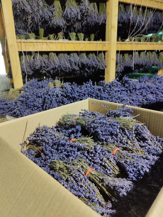 Фото сушки и упаковки лаванды