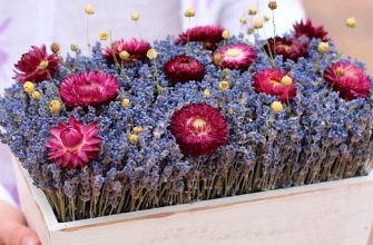 48c956bbc47d845cb8e198da1e5d390c Описание композиции из сухоцветов.