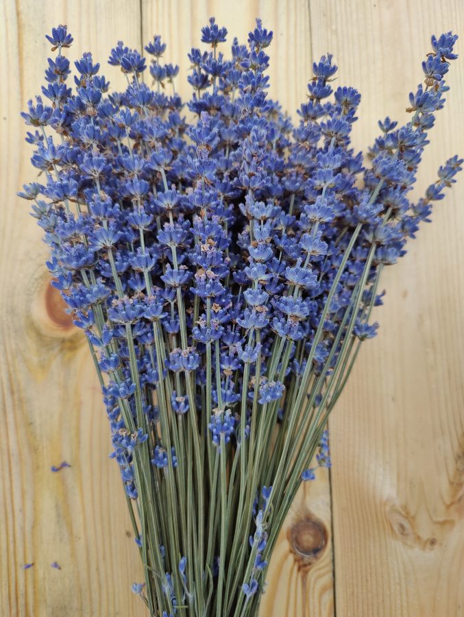пучок сухого синего лавандина для сухоцветной флористики