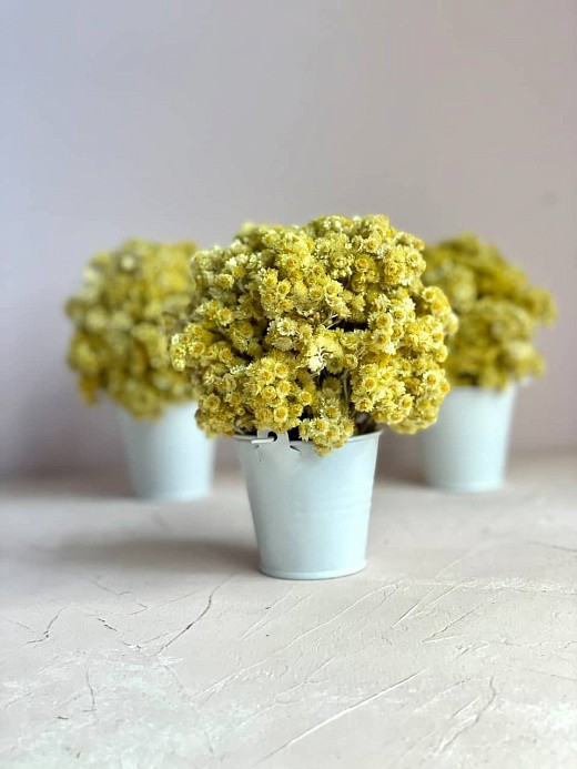 фото композиции из иммотреля в интерьер 