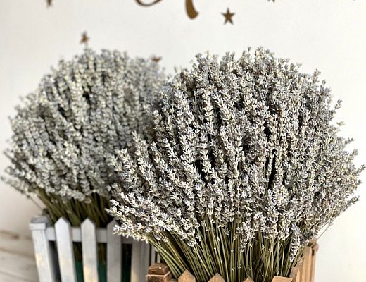 5d7d5ff55ecafed48ec22818a8c2470a Ароматный куст из белого лавандина.