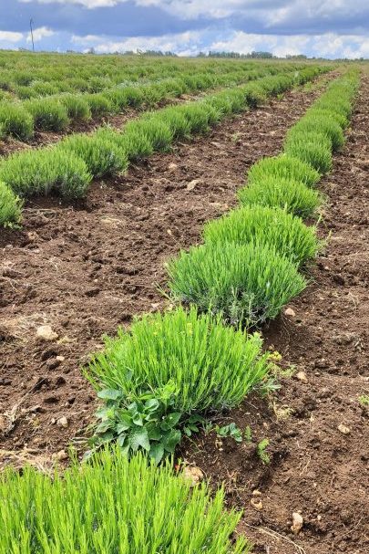 Фото молодые кусты лаванды