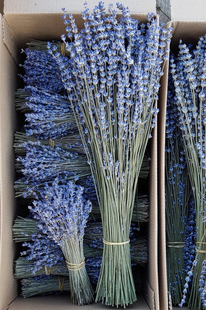 Фото обычной лаванды и флористической