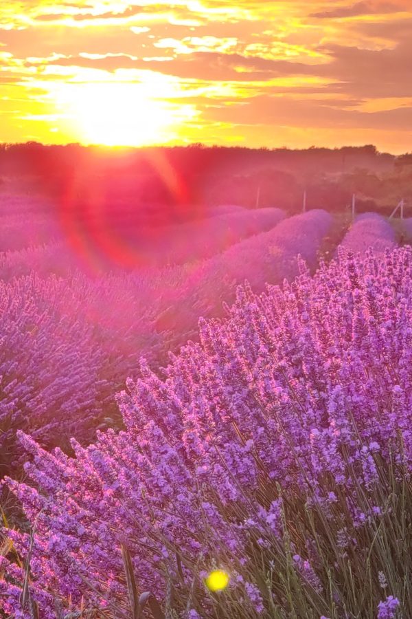 Фото цветущая флористическая лаванда