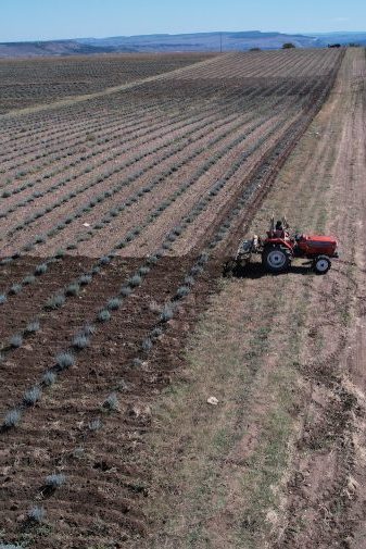 Фото ухода за молодым лавандовым полем
