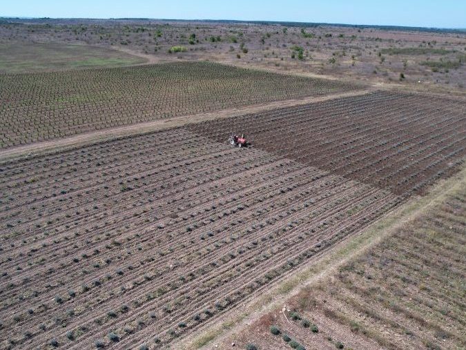 Фото ухода за молодым лавандовым полем