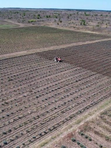 Фото ухода за молодым лавандовым полем