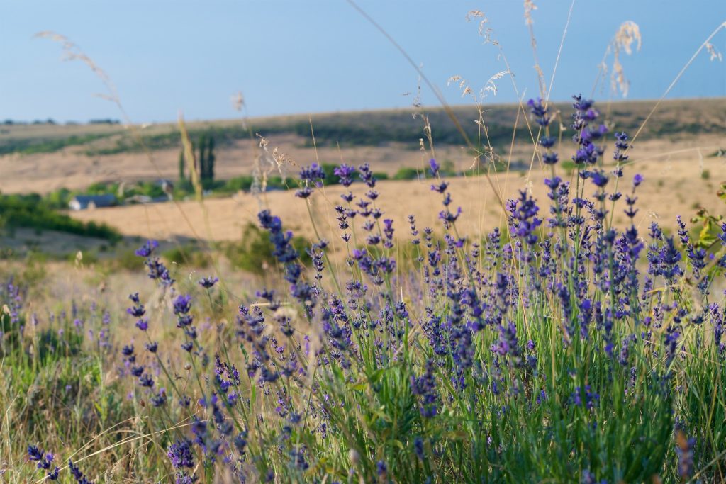 Три способа заготовки цветов лаванды для производства лавандового масла