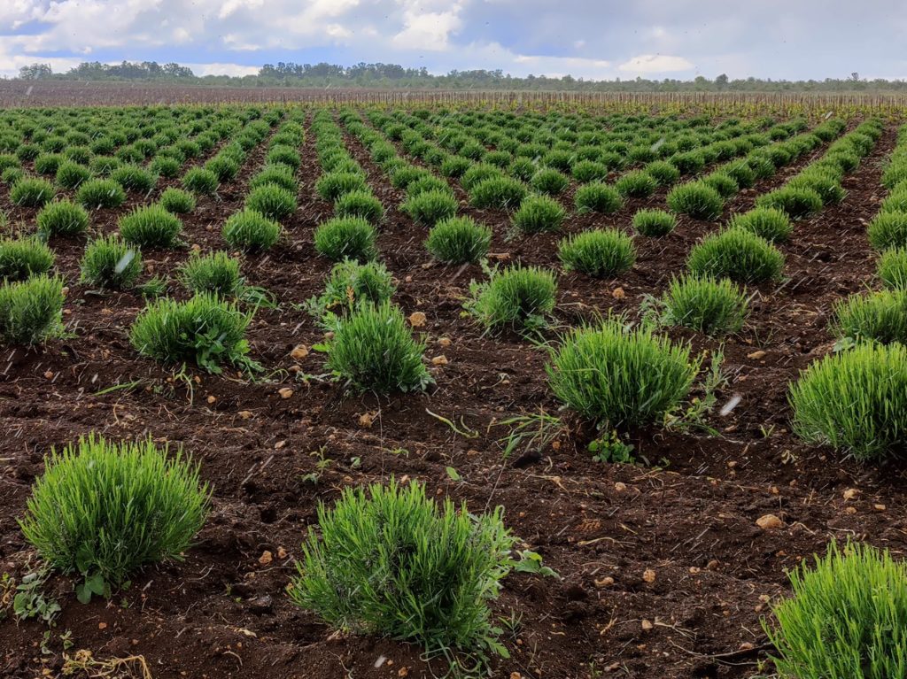 Почему органическое земледелие на порядок дороже традиционного