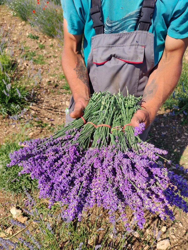 Урожай лаванды
