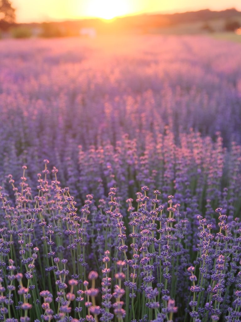 Поле Лаванды