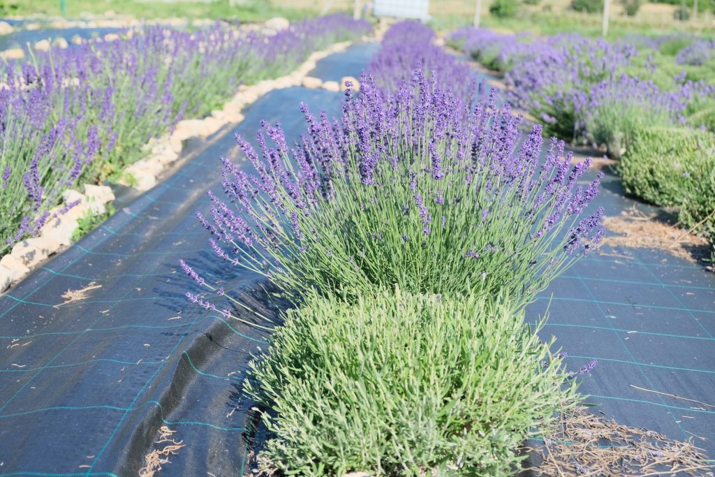 Почему органическое земледелие на порядок дороже традиционного