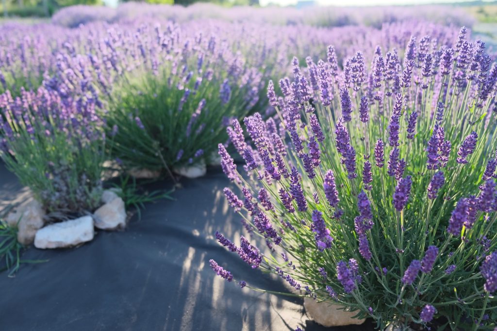 Органическая защита от сорняка лавандовых кустов