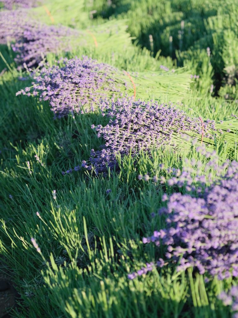 Заготовка цветов лаванды ручным способом