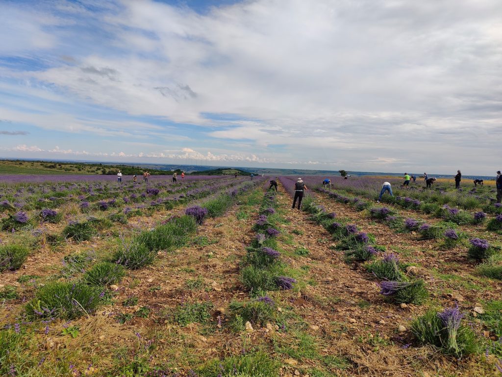 Почему органическое земледелие на порядок дороже традиционного