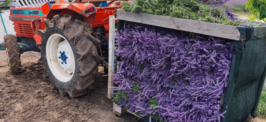 Перевозка цветов лаванды