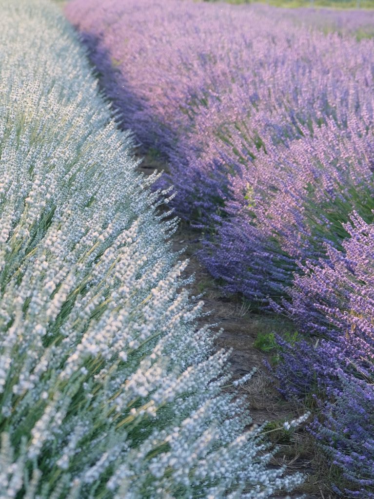 Поле белого лавандина и синего лавандина рядом