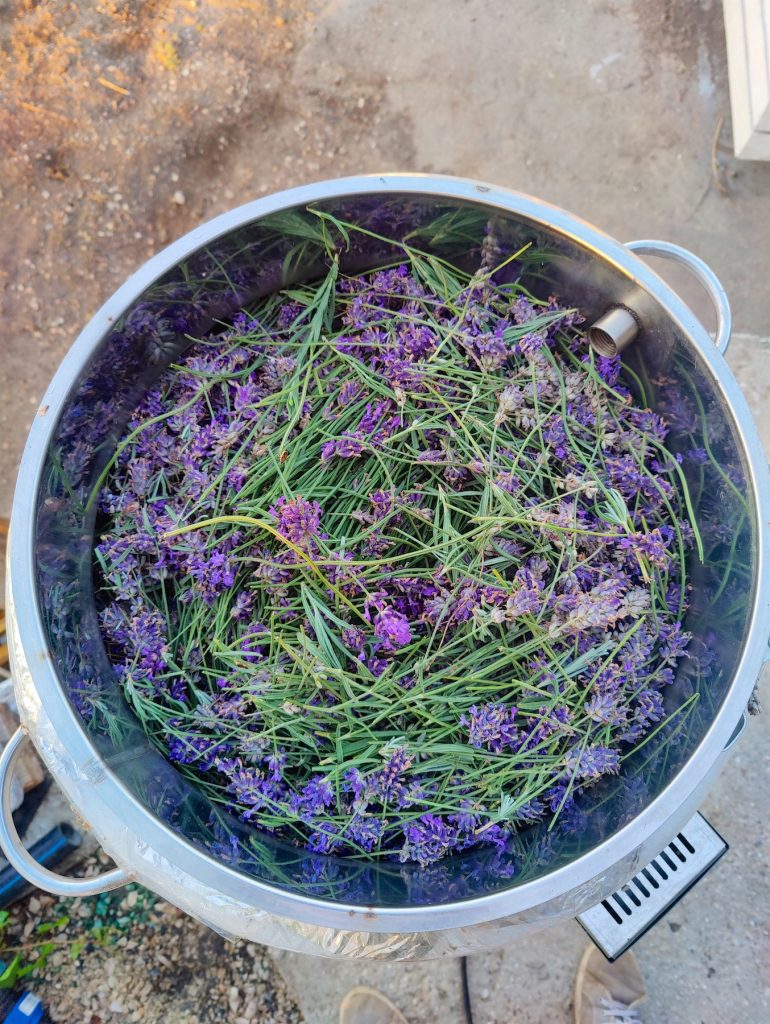 Загрузка цветов лаванды в дистиллятор для получения эфирного масла лаванды