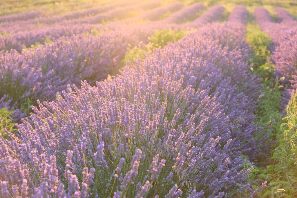 Сорняк между кустами лаванды при органическом выращивании