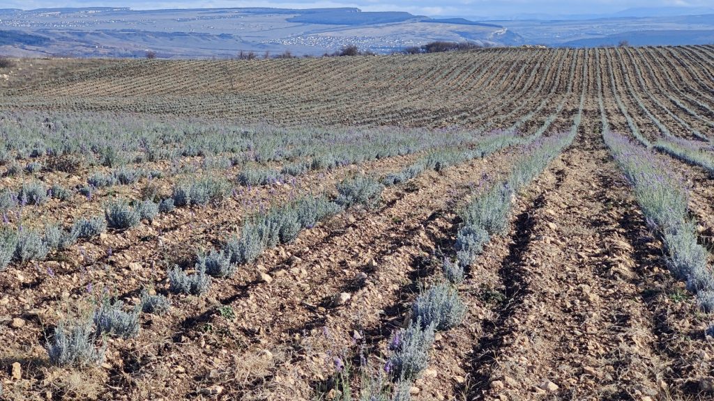 Почему органическое земледелие на порядок дороже традиционного