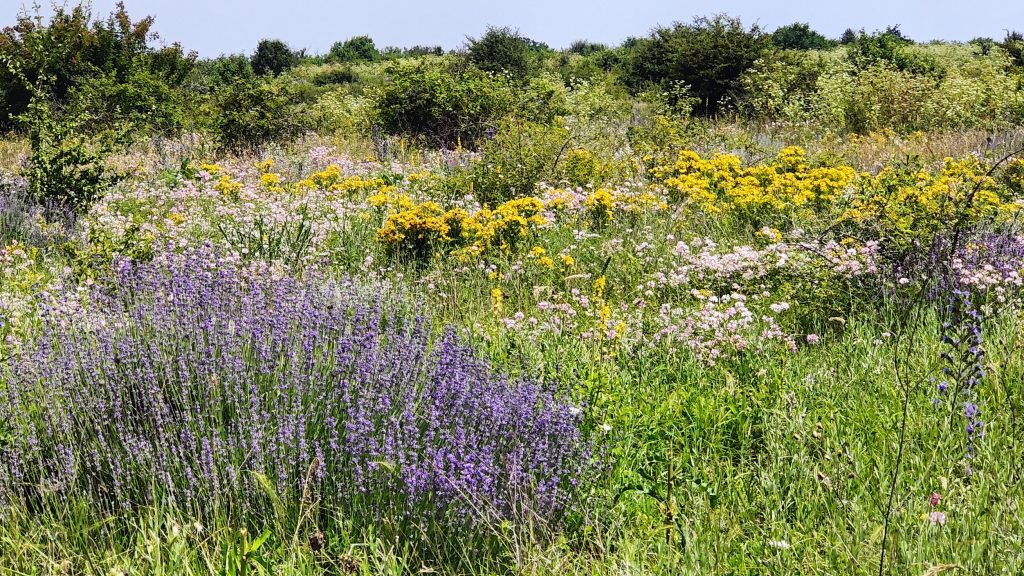 Крымский лавандовый мёд. Ответы на частые вопросы.