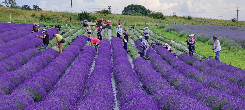 Ручная уборка лаванды