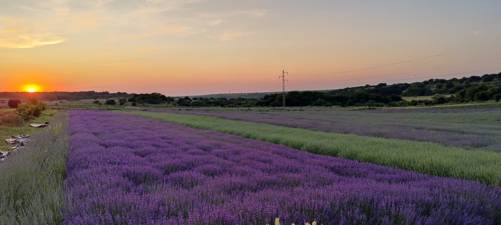 Лавандовый питомник фермы "Лавандовый замок"