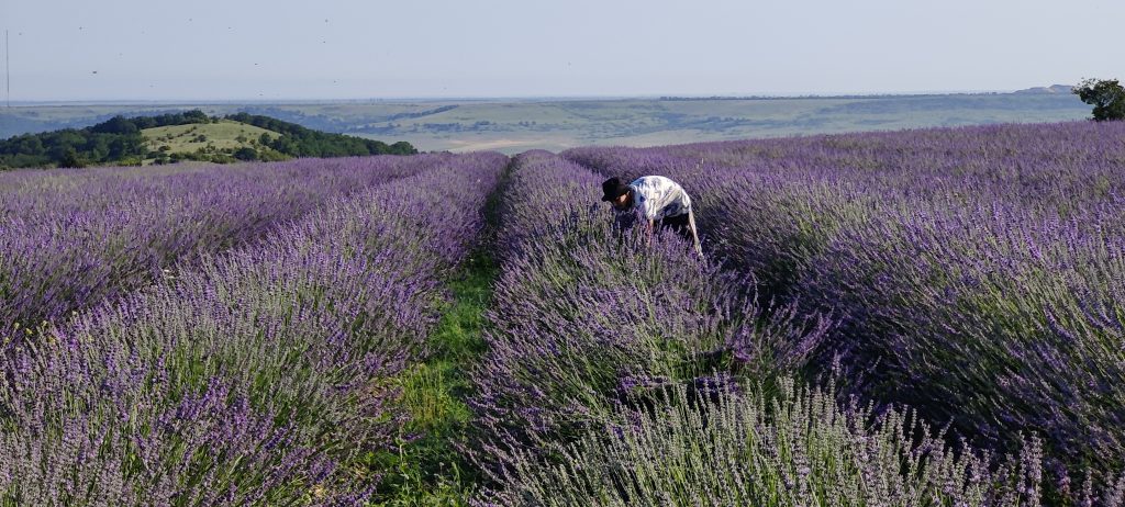 Лавандовое поле фермы "Лавандовый замок"