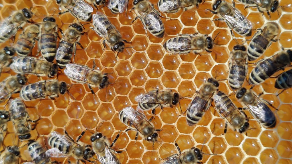 Крымский лавандовый мёд. Ответы на частые вопросы.