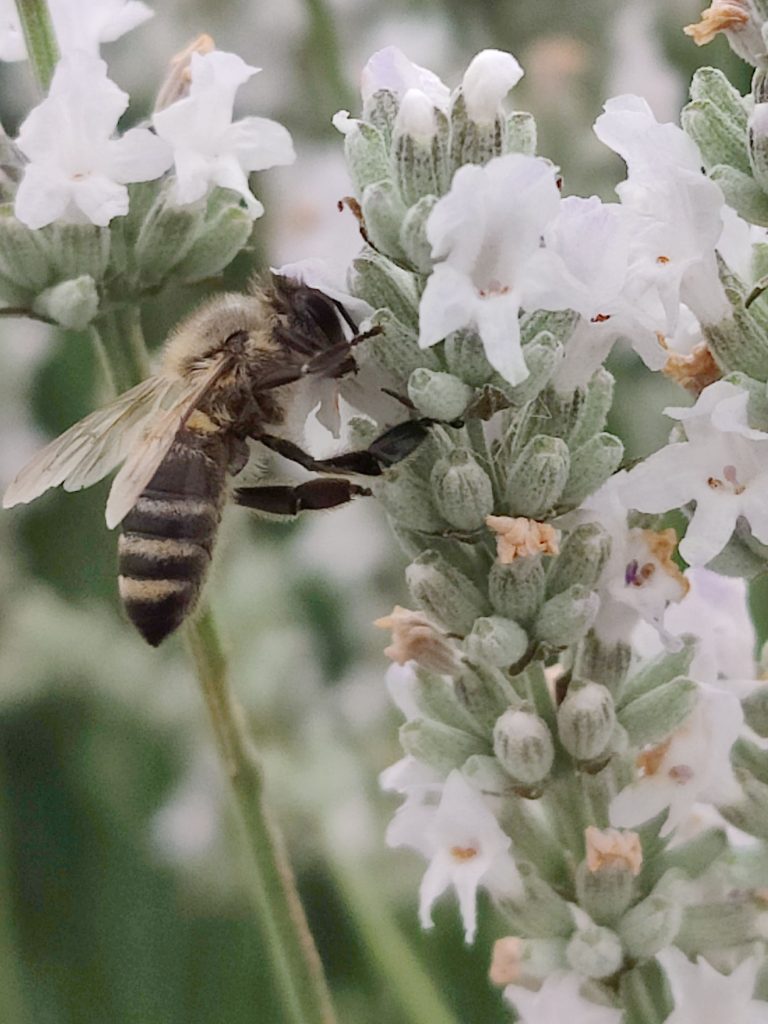 Крымский лавандовый мёд. Ответы на частые вопросы.