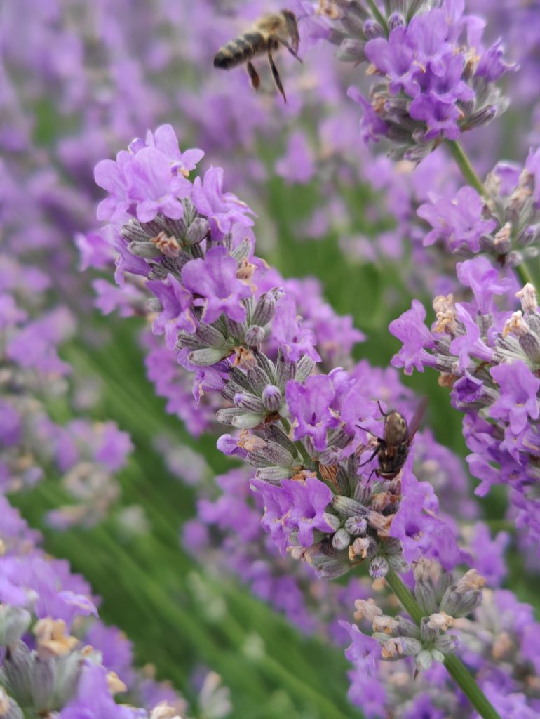 Крымский лавандовый мёд. Ответы на частые вопросы.