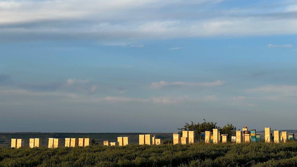 Крымский лавандовый мёд. Ответы на частые вопросы.