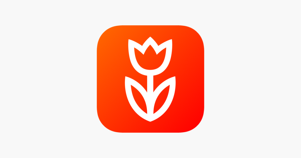 Выращивание безусой пшеницы для флористики