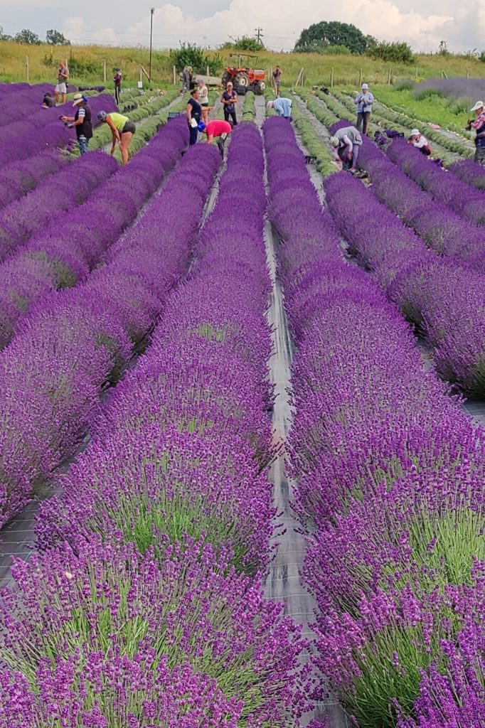 Заготовка флористической лаванды