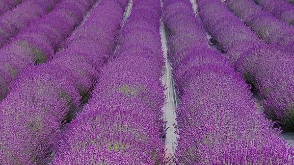 Заготовка флористической лаванды