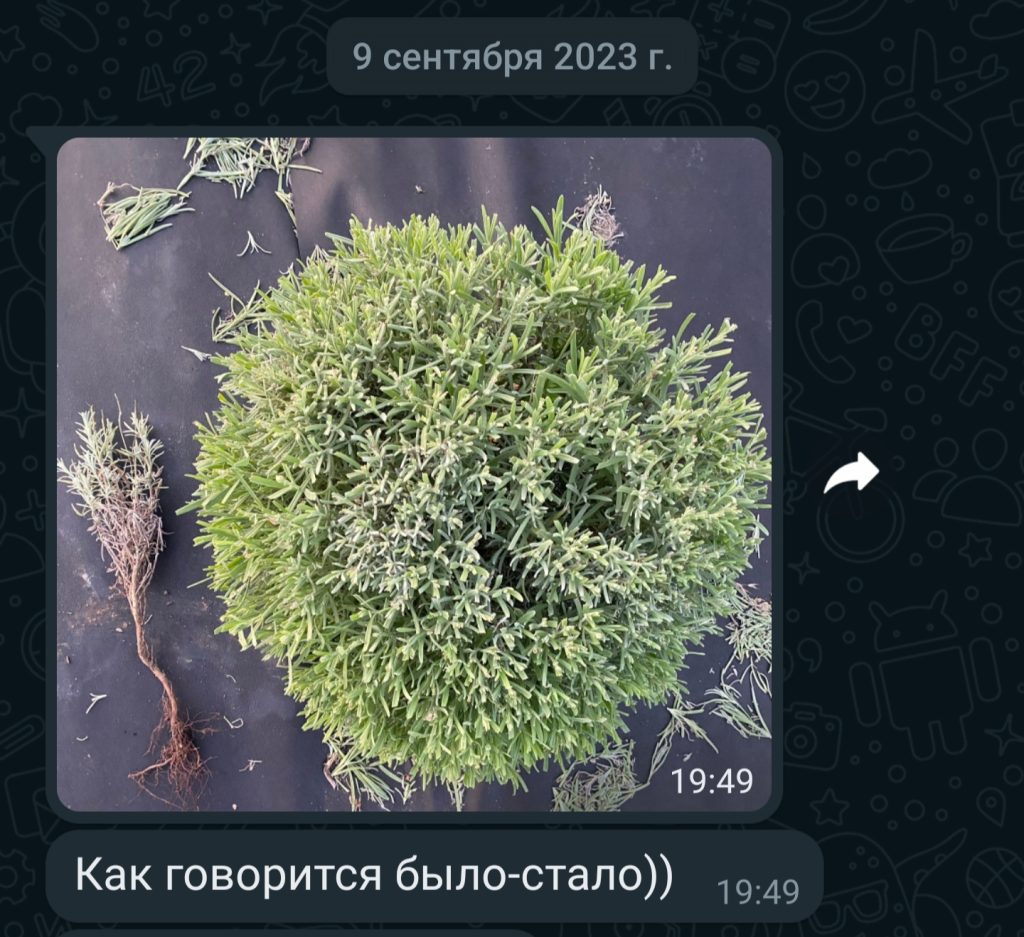 Что важно знать, если хотите посадить лаванду в холодном климате. Подготовка почвы. Часть 1 из 3.