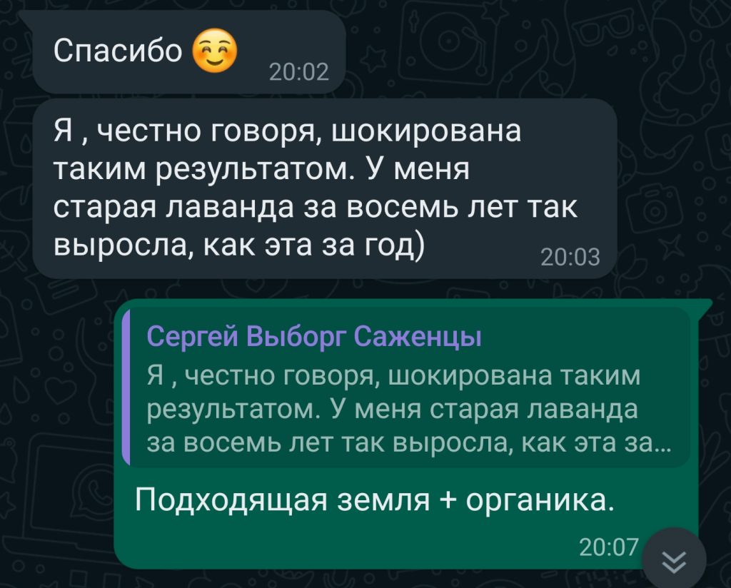 Что важно знать, если хотите посадить лаванду в холодном климате. Подготовка почвы. Часть 1 из 3.