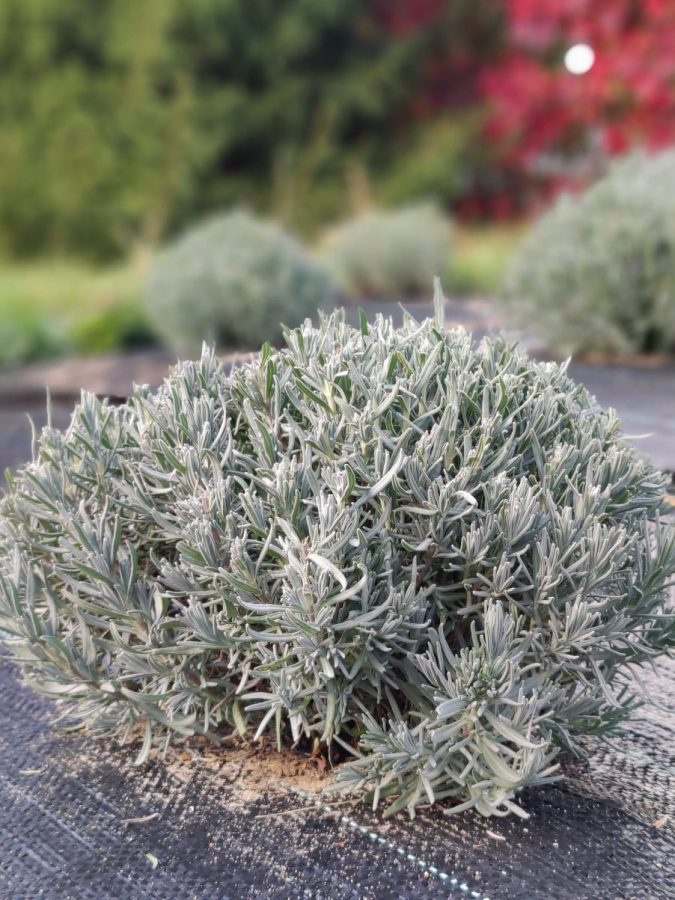 Первая осень органических кустов лаванды. 5 месяцев после посадки. Тверская область.