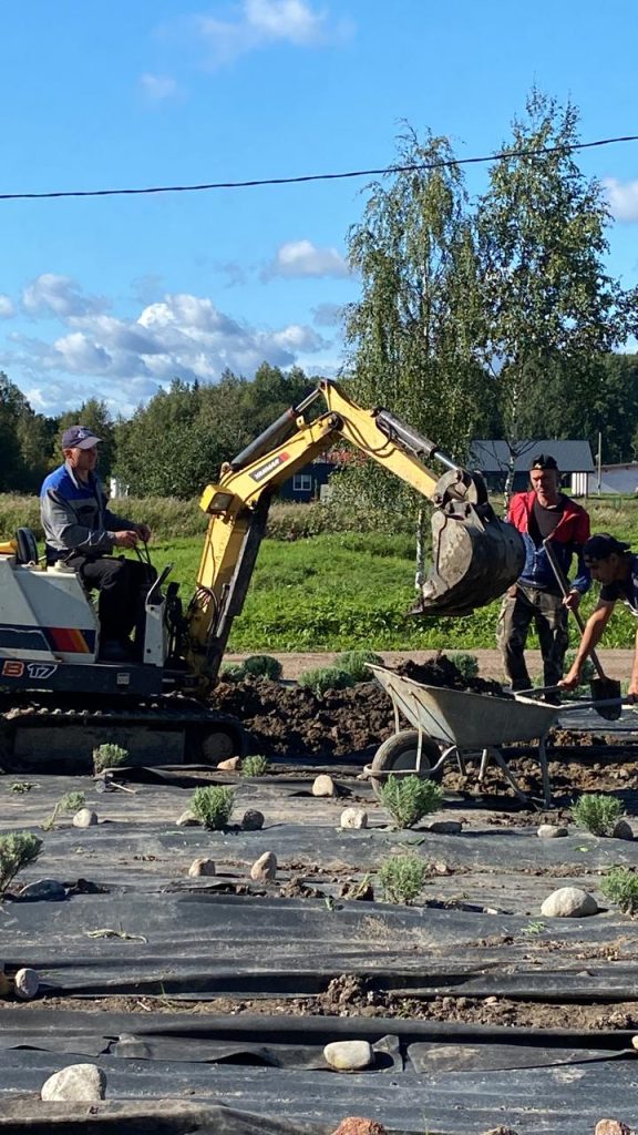 Что важно знать, если хотите посадить лаванду в холодном климате. Подготовка почвы. Часть 1 из 3.