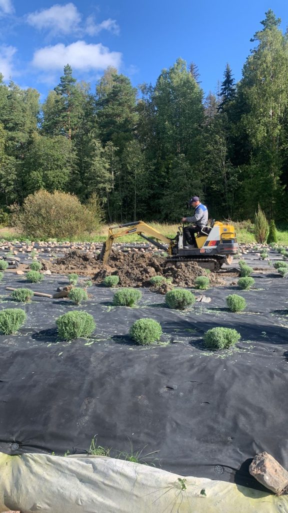 Что важно знать, если хотите посадить лаванду в холодном климате. Подготовка почвы. Часть 1 из 3.