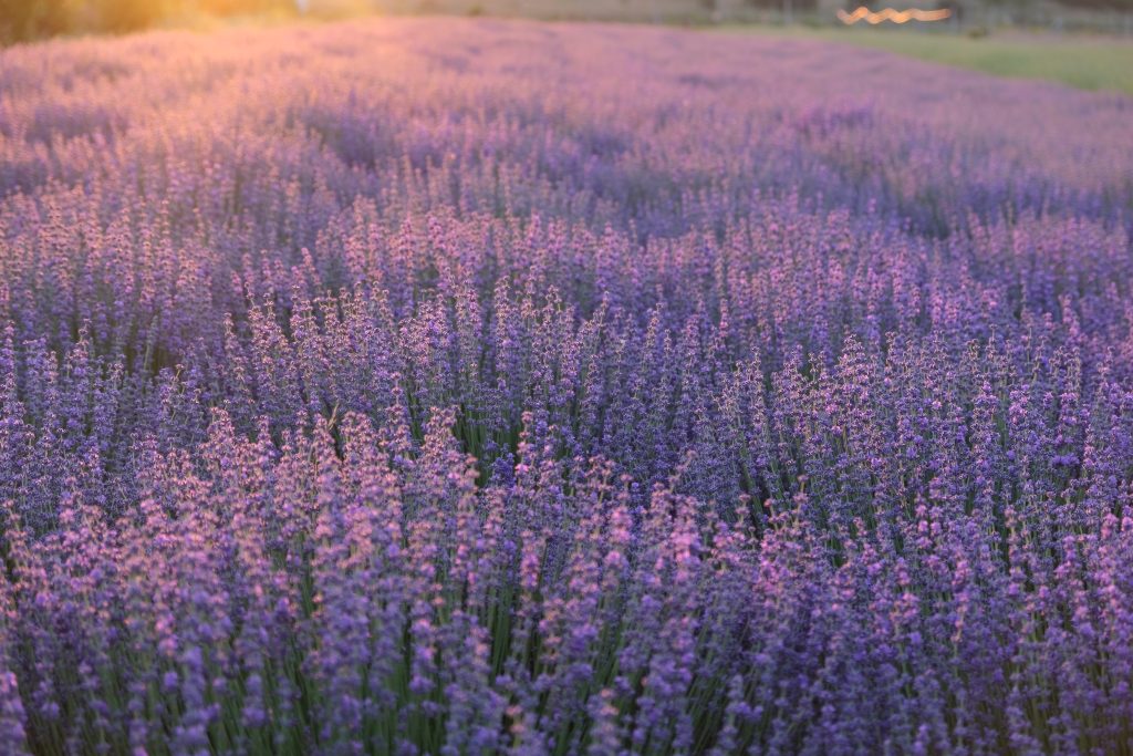 Цветущее лавандовое поле Сорт "Синева"