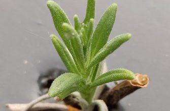 lavendercastle 2 e1695638277374 В чем разница между обычной лавандой собранной в пучки для флористики и специально выращенной?