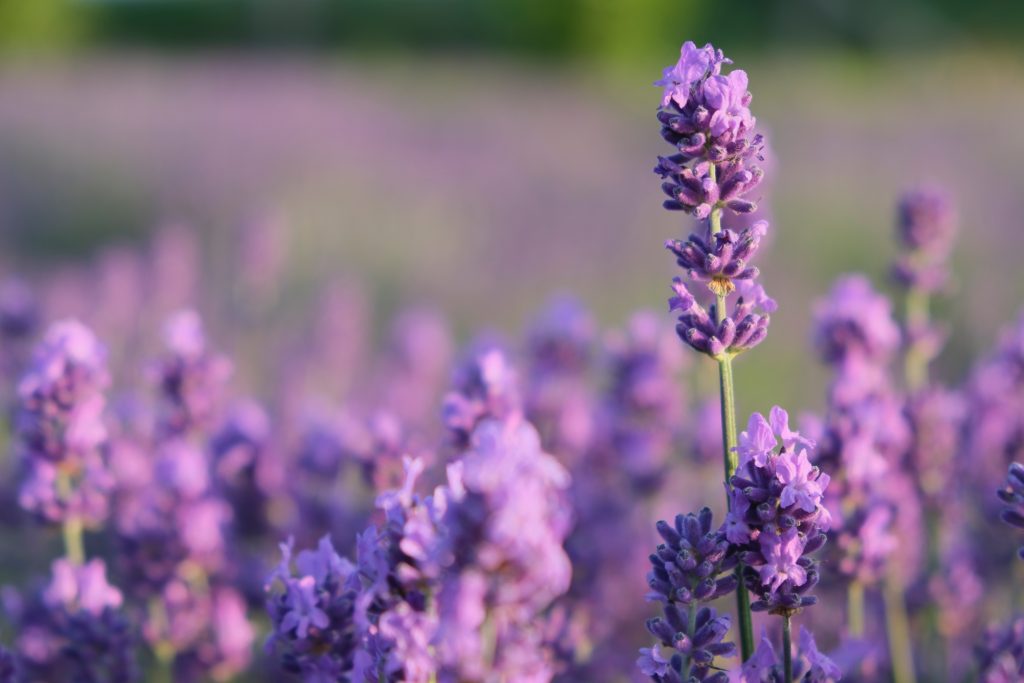 Семена или саженцы? Что важно знать, если хотите посадить лаванду в холодном климате. Часть 2 из 3.