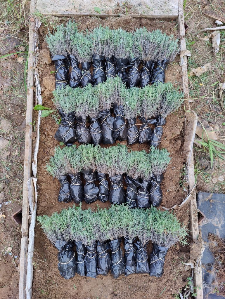 Через какое расстояние сажать лаванду и лавандин?