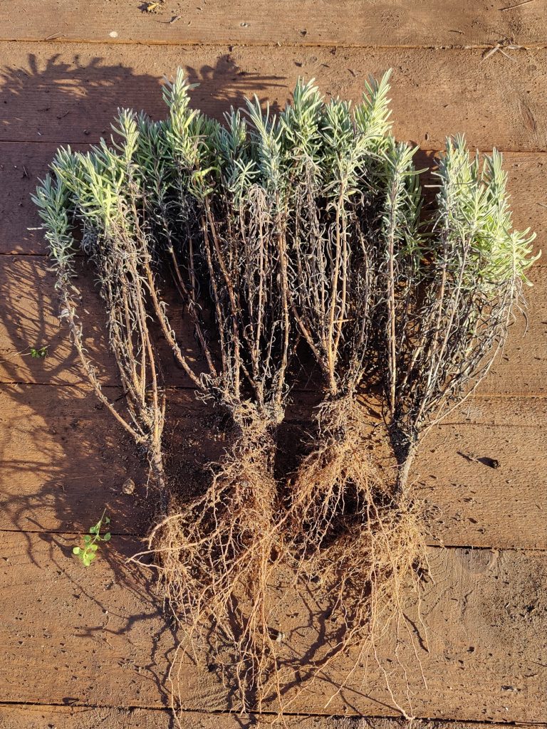 Сергей Русаков