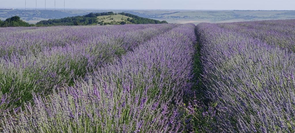 Фото поле цветущего лавандина Лавандовый Замок